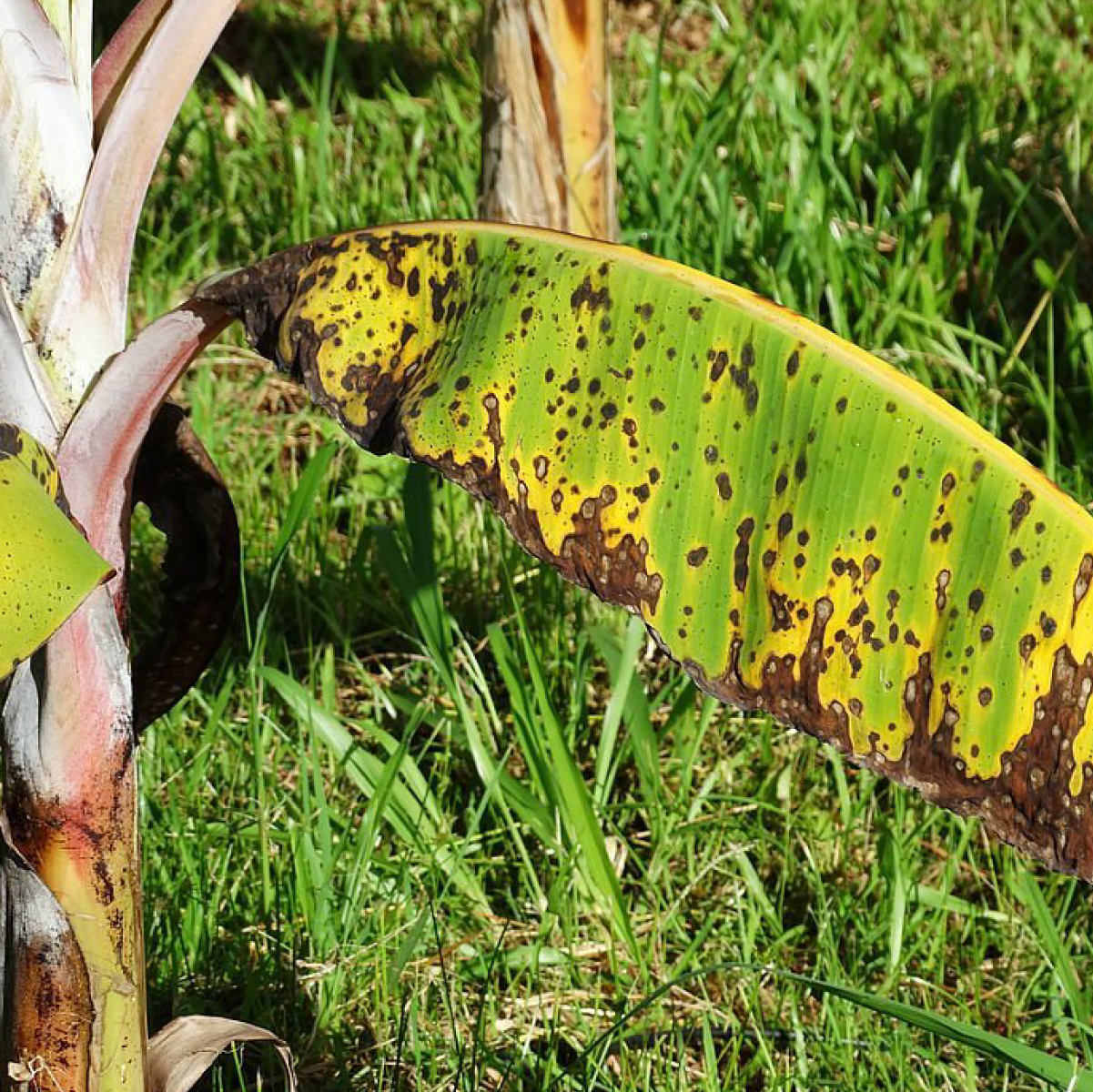 Banana Leaf Disease Detection using CNN