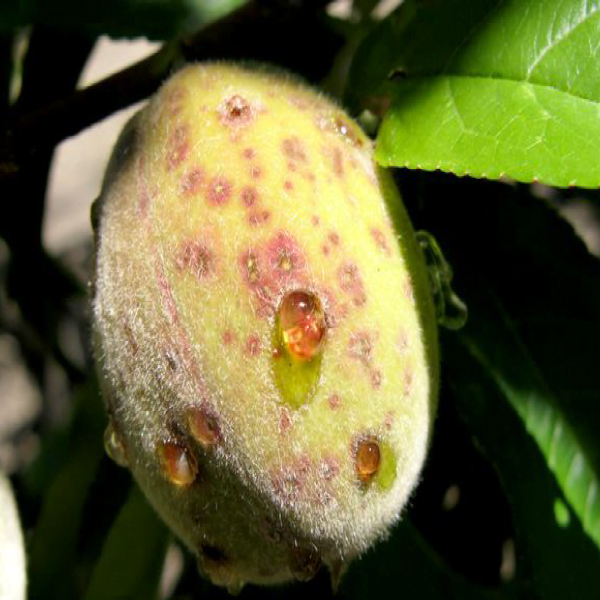 Matlab Code for pests and disease identificatio in fruits
